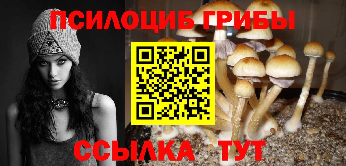 Псилоцибиновые грибы Psilocybe Россия